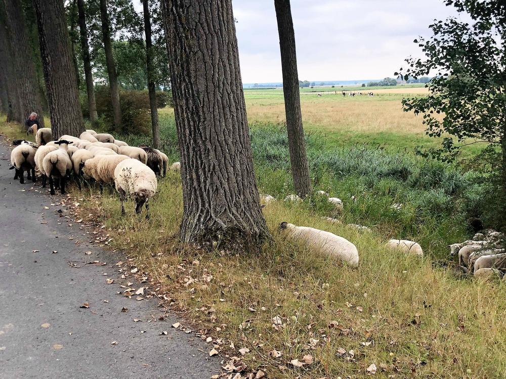 Lieflijk tafereel langs de Damse Vaart, de herder en zijn schapen.