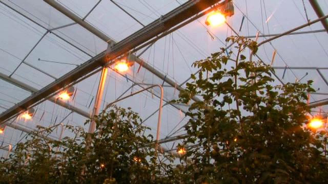 Tuinbouwers schakelen over op ledverlichting