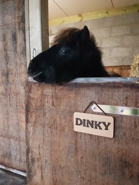 Dinky, het schattige blindengeleidepaardje.