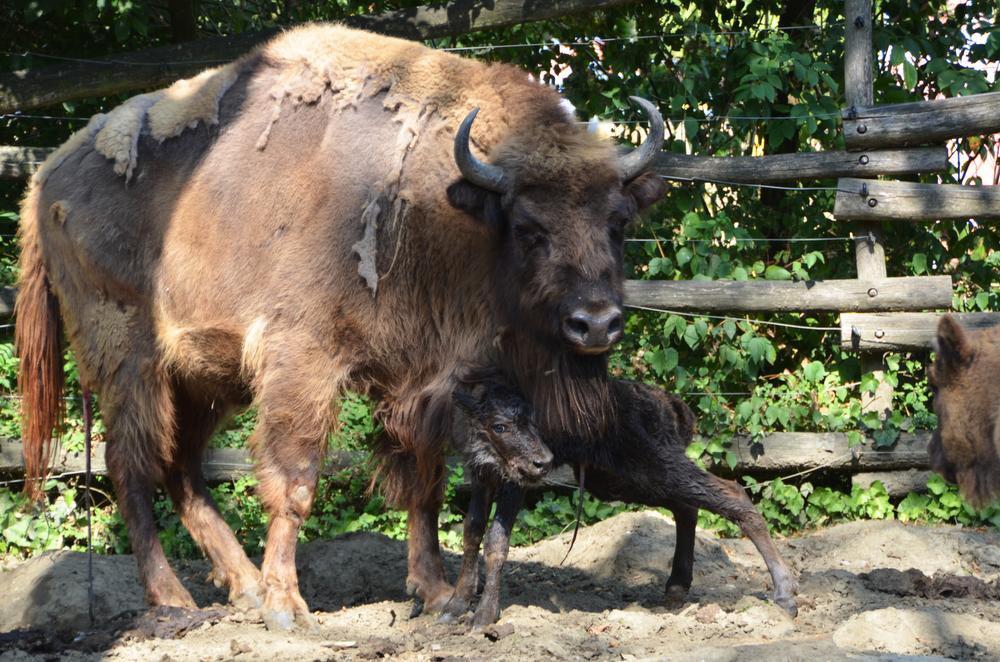 Bellewaerde verwelkomt bizonjong en drie doodshoofdaapjes