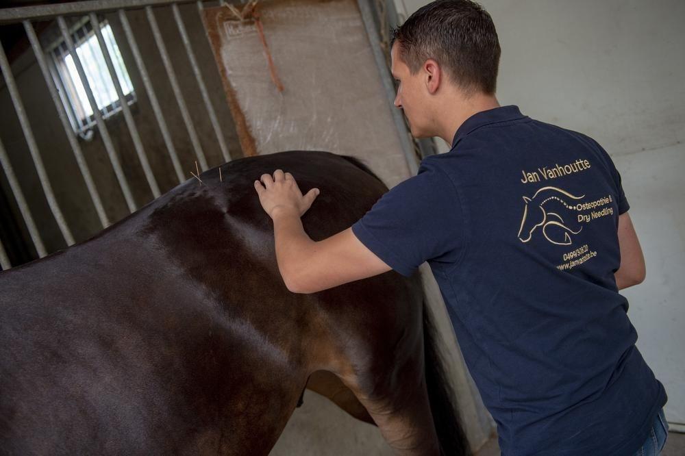 Waregemnaar Jan Vanhoutte behandelt paarden met... naalden: 