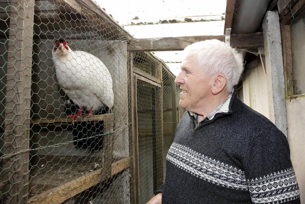 De 81-jarige Firmin Roels bij een van zijn sierfazanten.