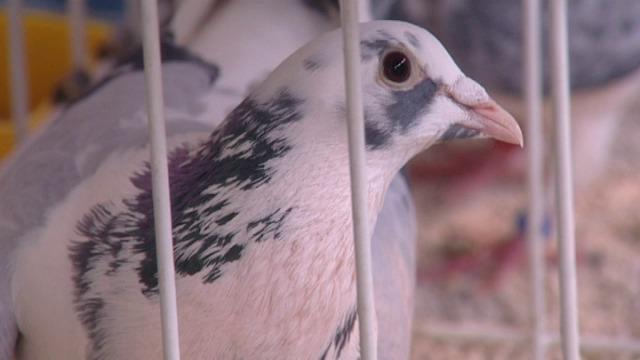 Fugare lokt duizenden duivenliefhebbers naar Kortrijk Xpo