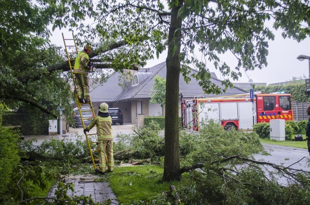 Rijweg korte tijd versperd in Roeselare door omgevallen boom