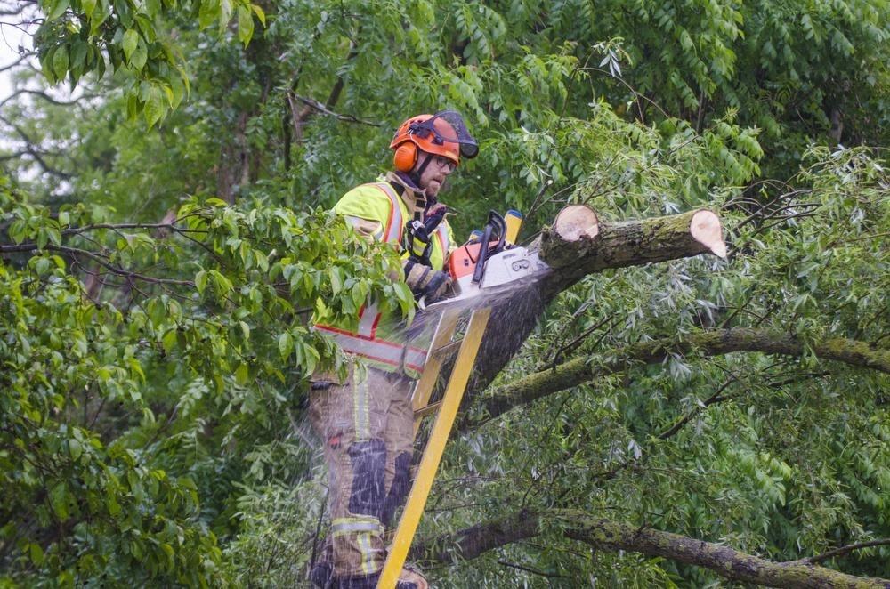 Rijweg korte tijd versperd in Roeselare door omgevallen boom