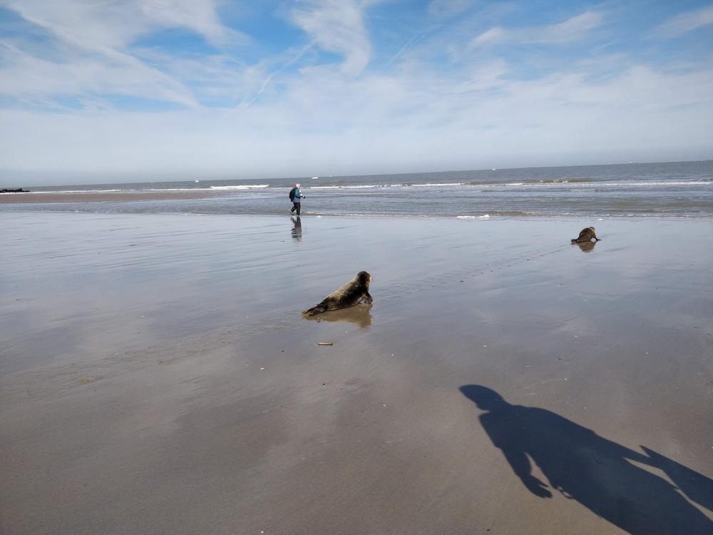 IN BEELD - Sea Life Blankenberge geeft vijf zeehondjes de vrijheid terug