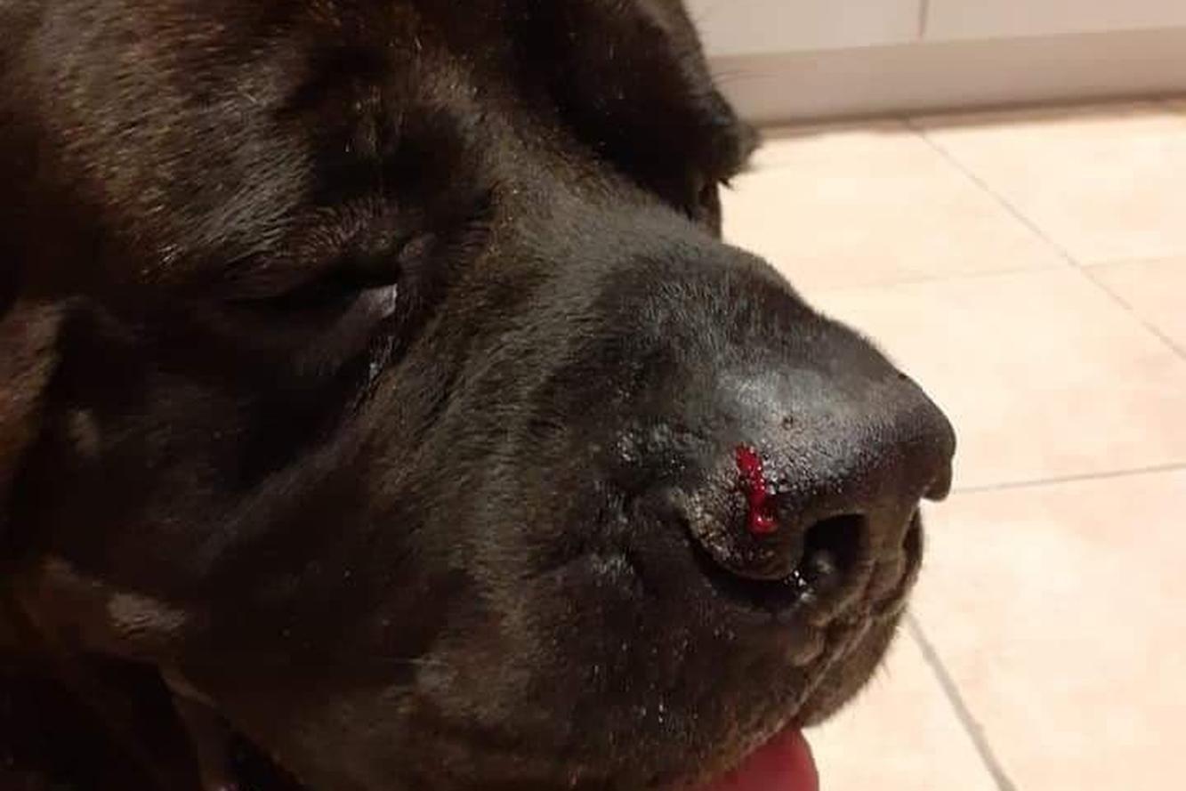 Nembo was ook gewond aan zijn neus.
