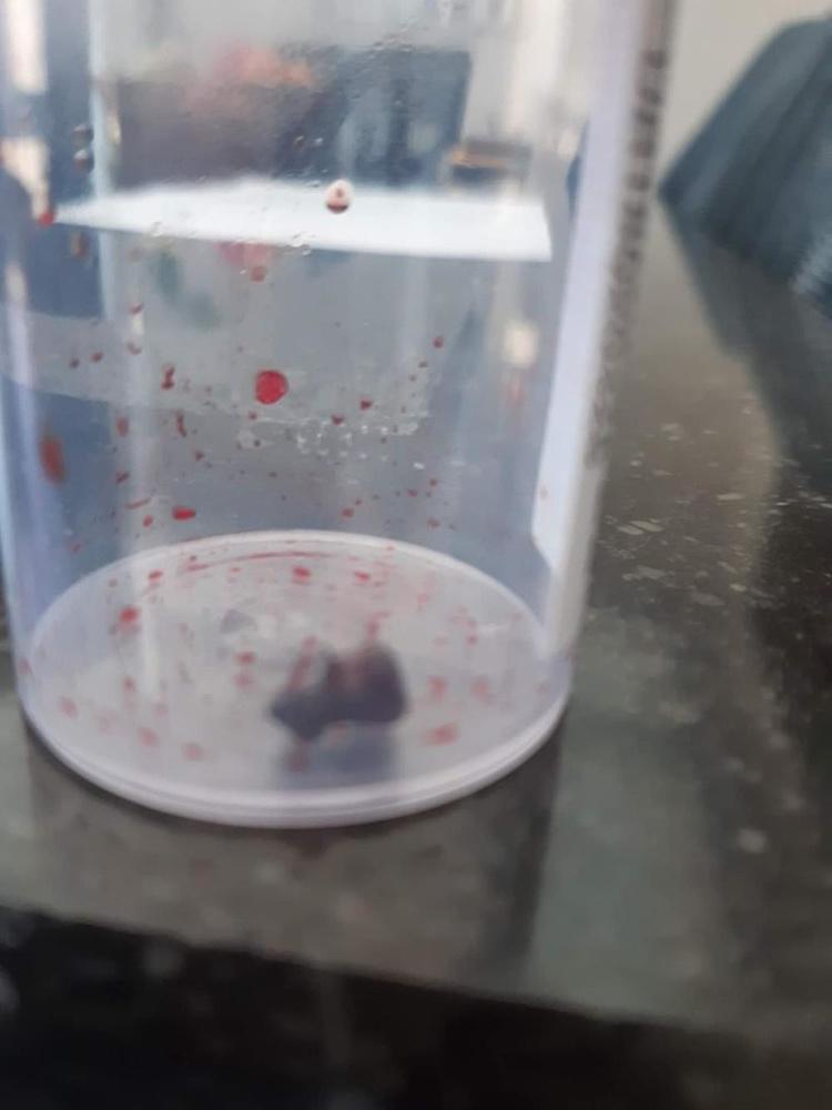 Kat wordt door de kop geschoten met luchtdrukgeweer in Lendelede