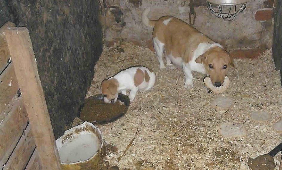 Mishandelde honden weggehaald bij malafide kweker in Zwevezele