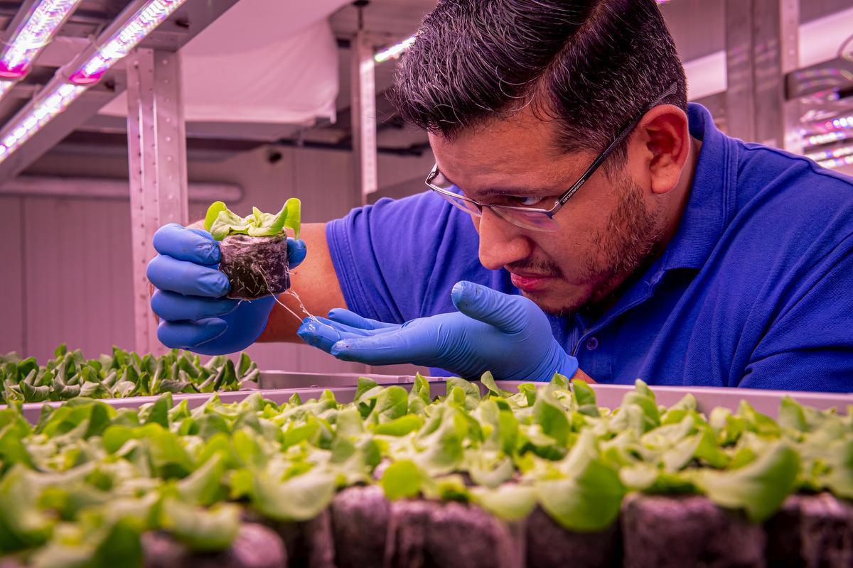 Oscar Navarrete, een Ecuadoriaanse doctor in de plantenkunde, biotechnologie en genetica én de eerste werknemer van Urban Crop Solutions.