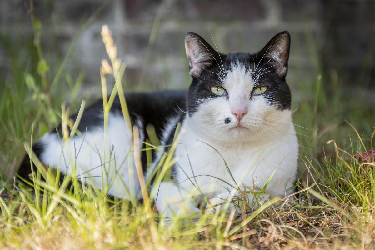 In de tuin heerst er leven en chaos, al trekt kat Olaf zich daar duidelijk niets van aan. (Foto Pieter Clicteur)