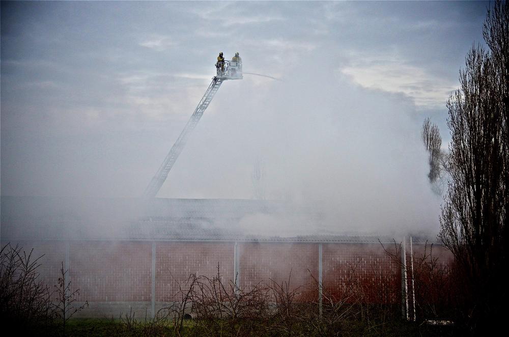 Minstens zeven kalfjes sterven in uitslaande brand in Zandvoorde