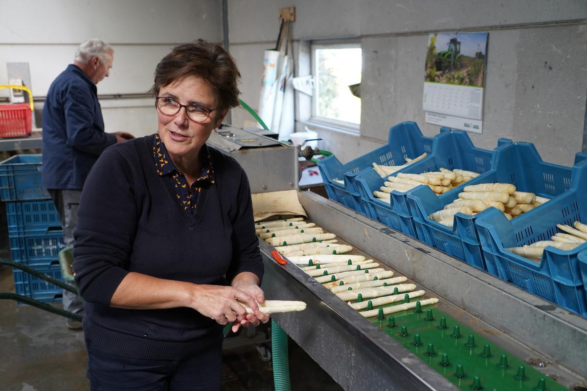 Nadat de asperges gewassen worden, worden ze per categorie geschikt. (foto luc)