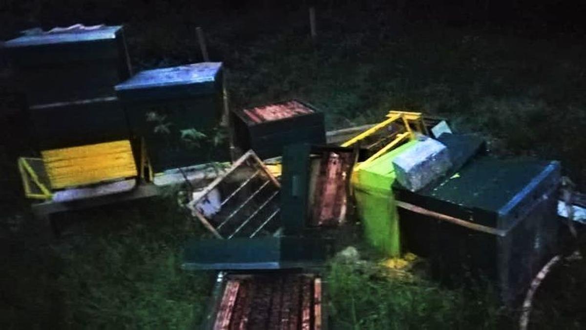 Los van de mysterieuze sterfte was er ook het incident in Koekelare, waar enkele jongeren drie van de vier bijenkasten omver hadden gegooid.