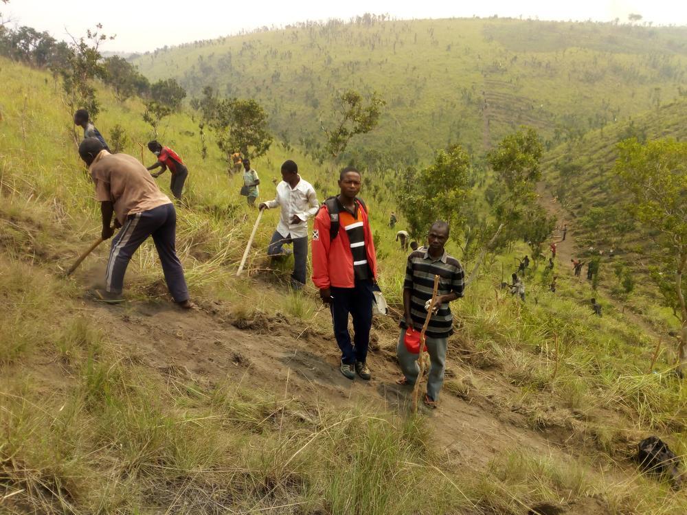 In totaal planten 500 Congolezen bomen op de savannes.