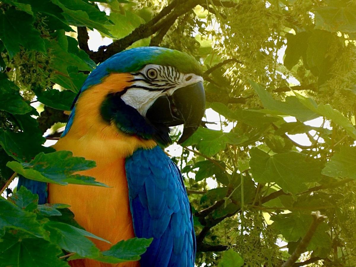 Brandweer redt man en papegaai uit boom in Minnewaterpark