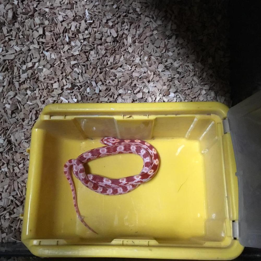 Bij de dief thuis werd ook een slang aangetroffen.