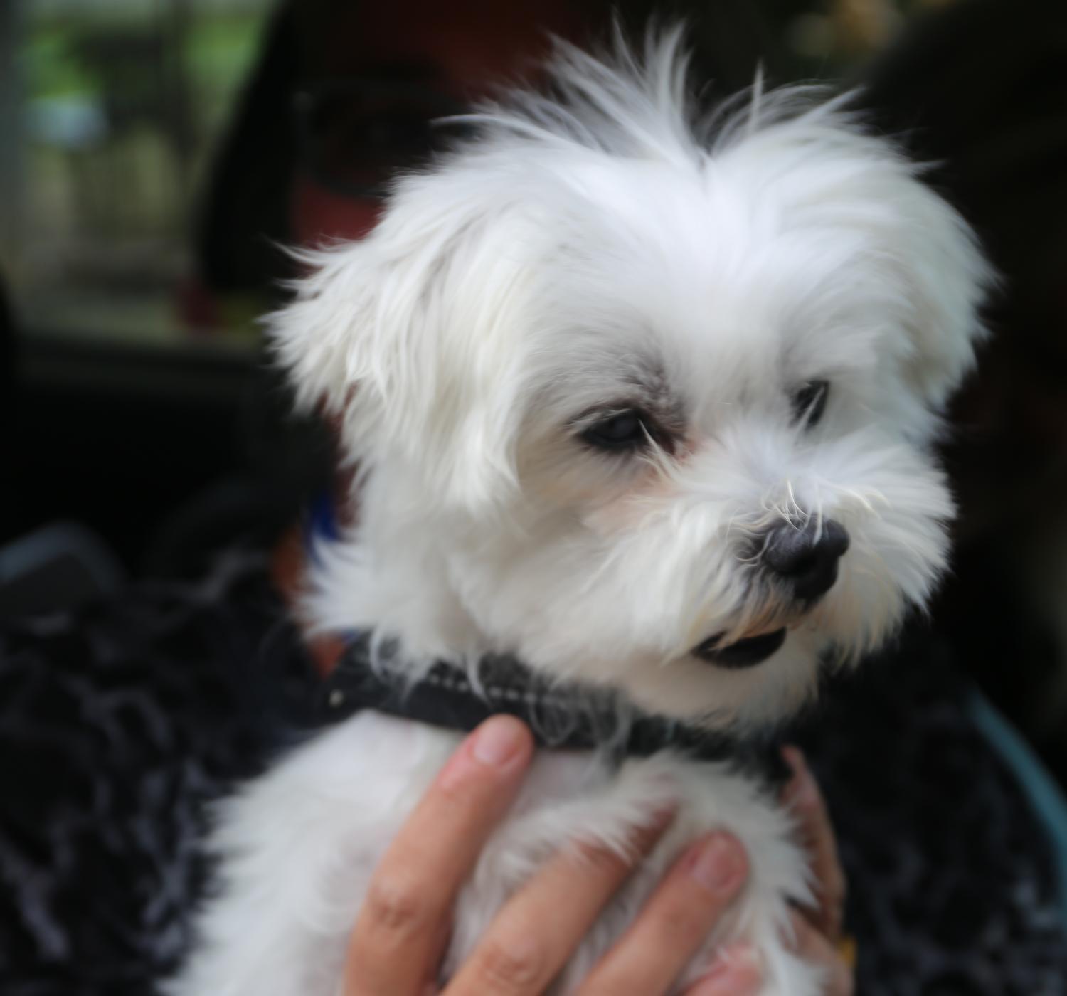 Asielhondje Finley. (foto GLO)