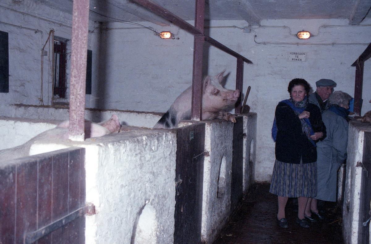 Er werden in Wingene een twintigtal haarden van varkenspest vastgesteld.