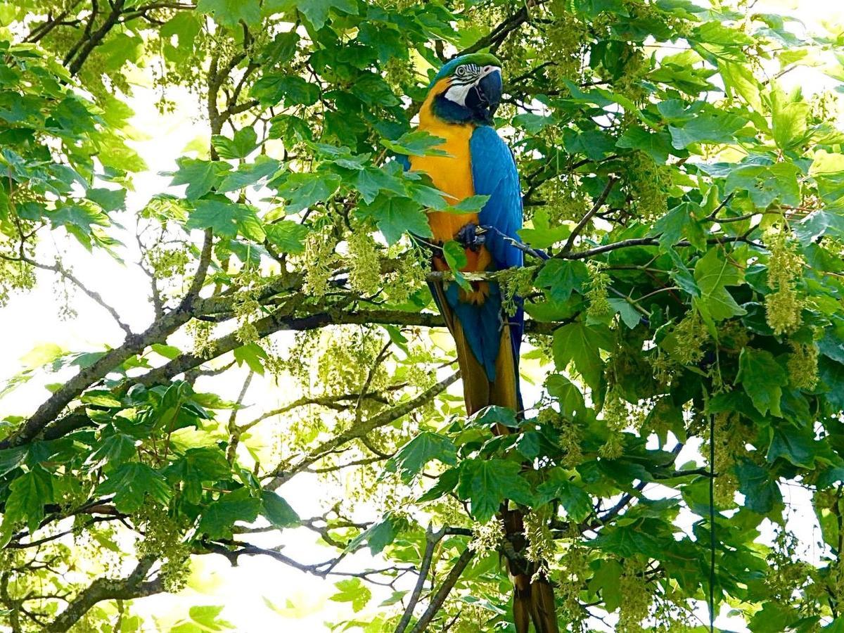 De papegaai kwam 15 meter hoog in een boom vast te zitten. (foto Jan Van Maele)