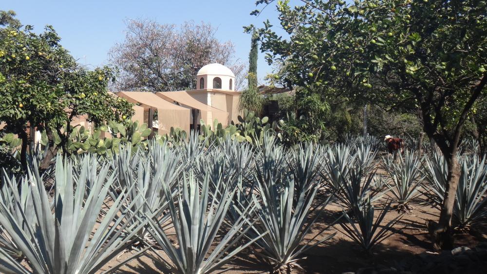 Katrien Sterken in Mexico: 