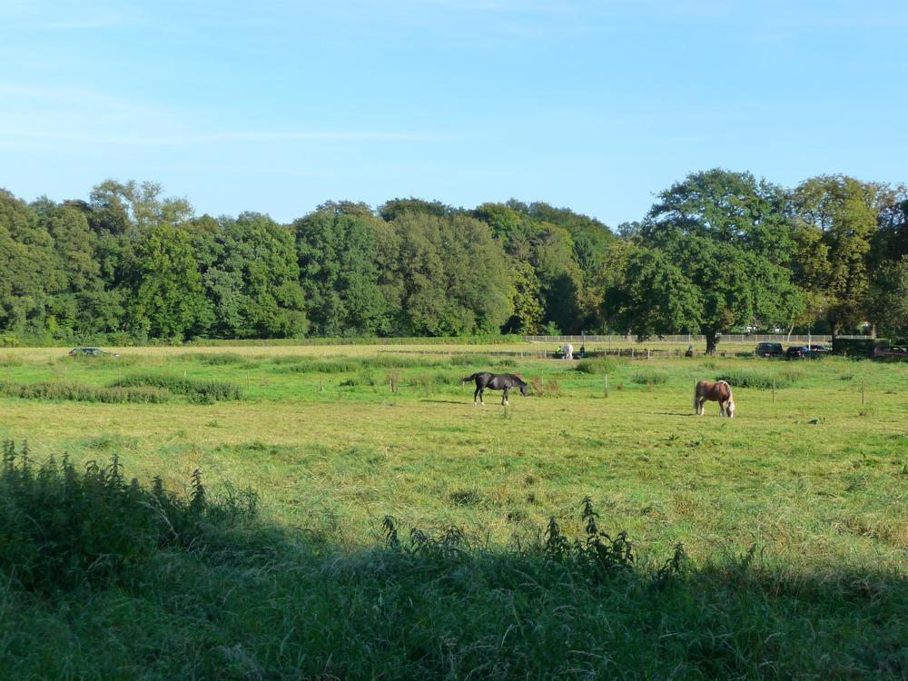 Net buiten Düsseldorf vind je al veel groen en bosrijk gebied: ideaal om te fietsen of te wandelen.