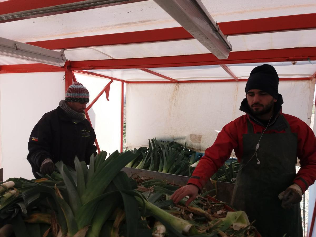 Bewoners van asielcentrum in Poelkapelle helpen de lokale landbouwers