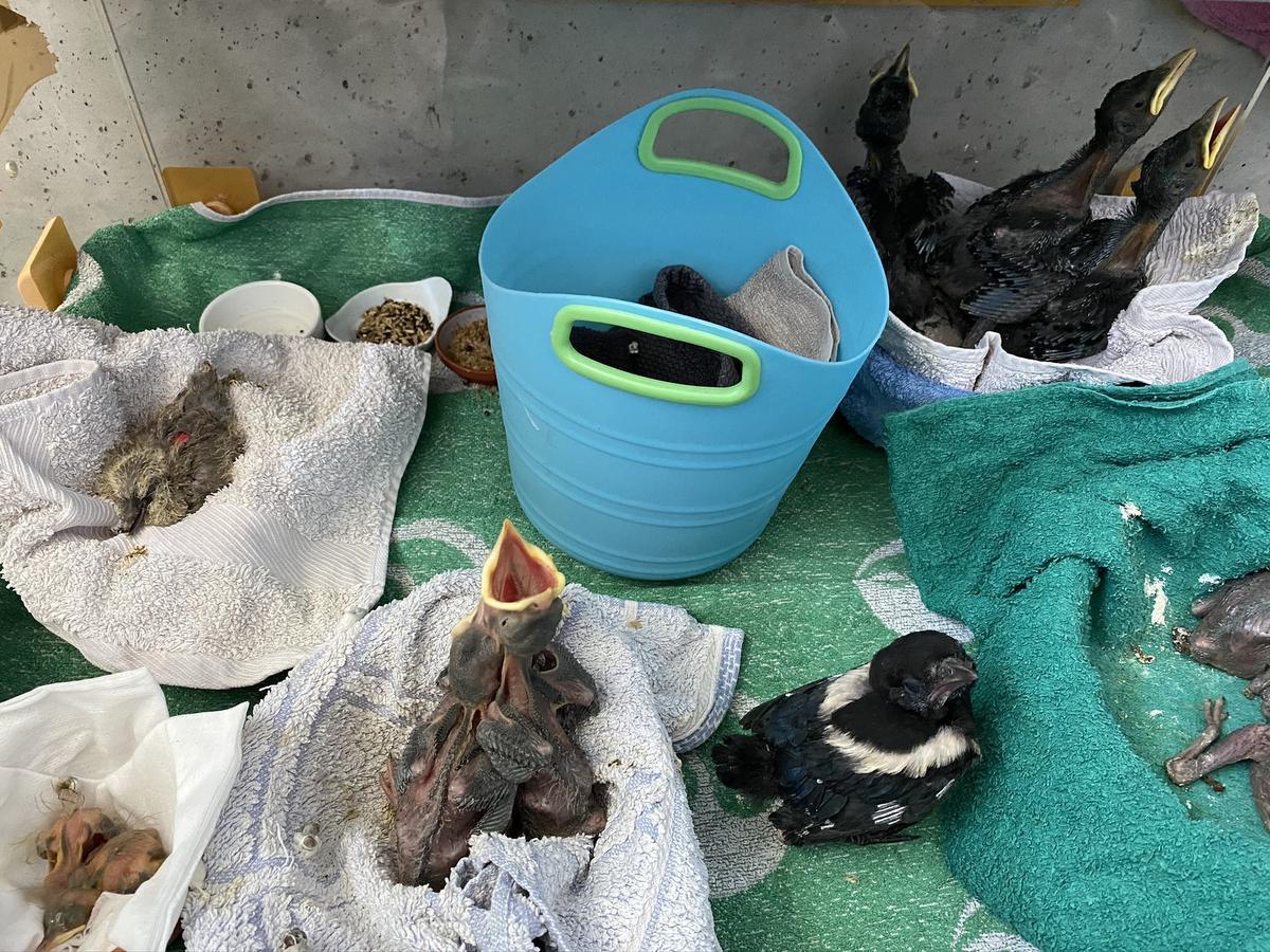 Vogelopvangcentrum vangt jonge vosjes, steenmarters en vogels op na storm