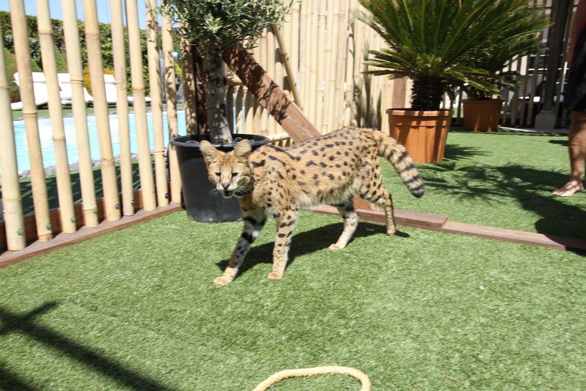 Ontsnapte serval van schoonbroer Temptation Megan terecht, het dier bleek gewoon in de tuin te zitten