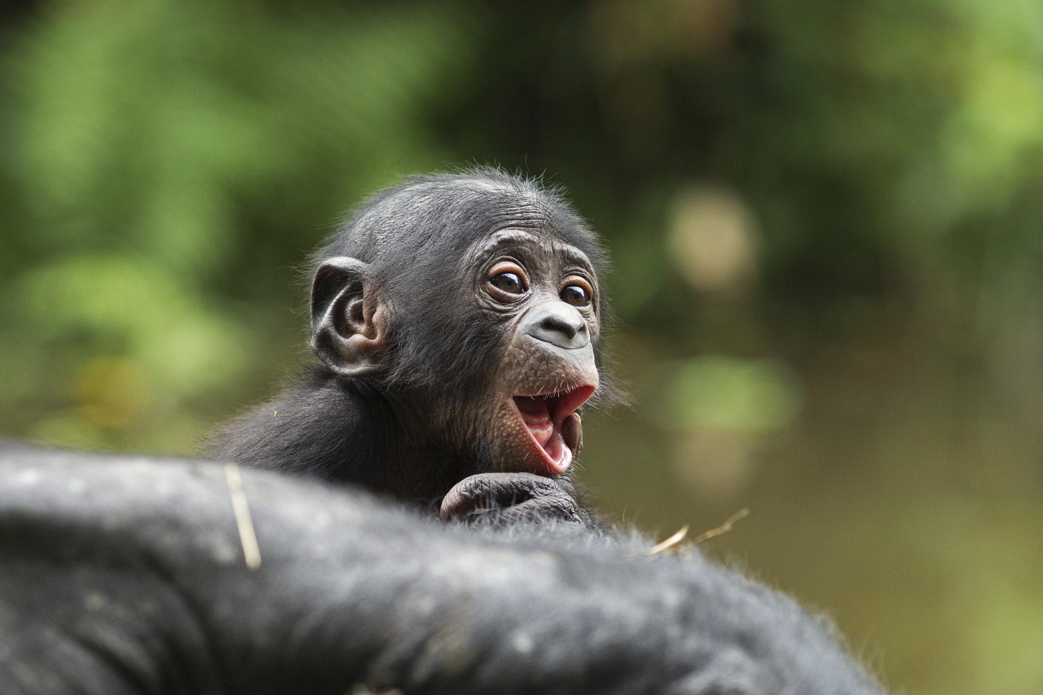 Un Adorable Bebe Bonobo Est Ne Au Parc De Planckendael