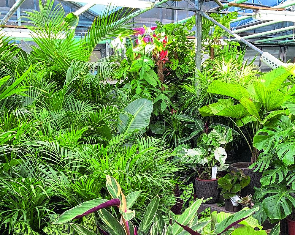 garden center 