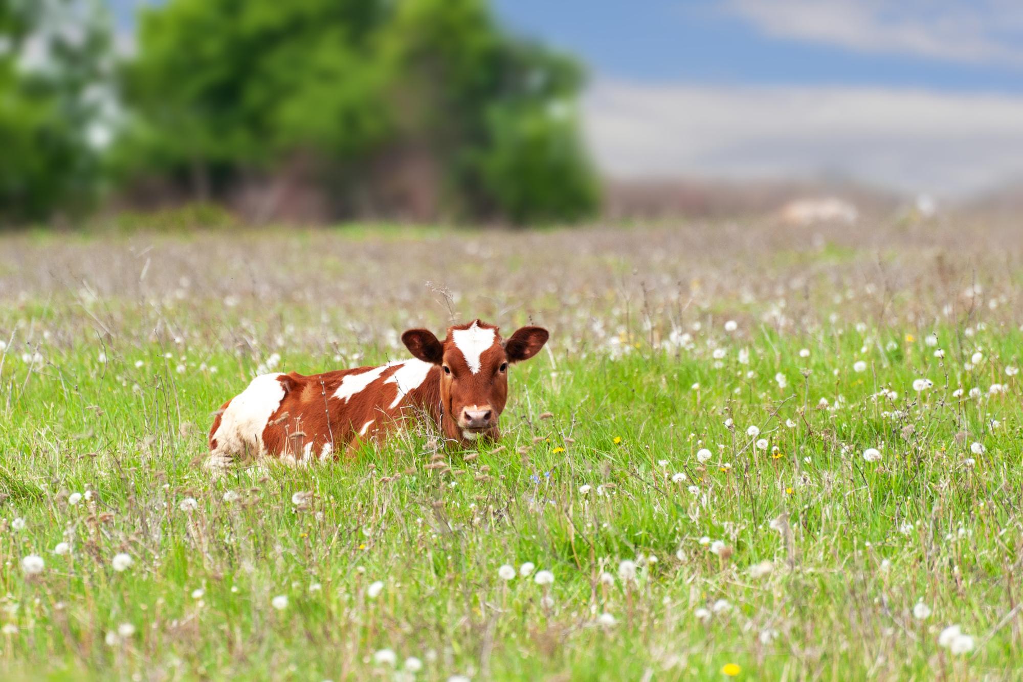Koeien in de weide, in het ecosysteem, kunnen deel uitmaken van de oplossing
