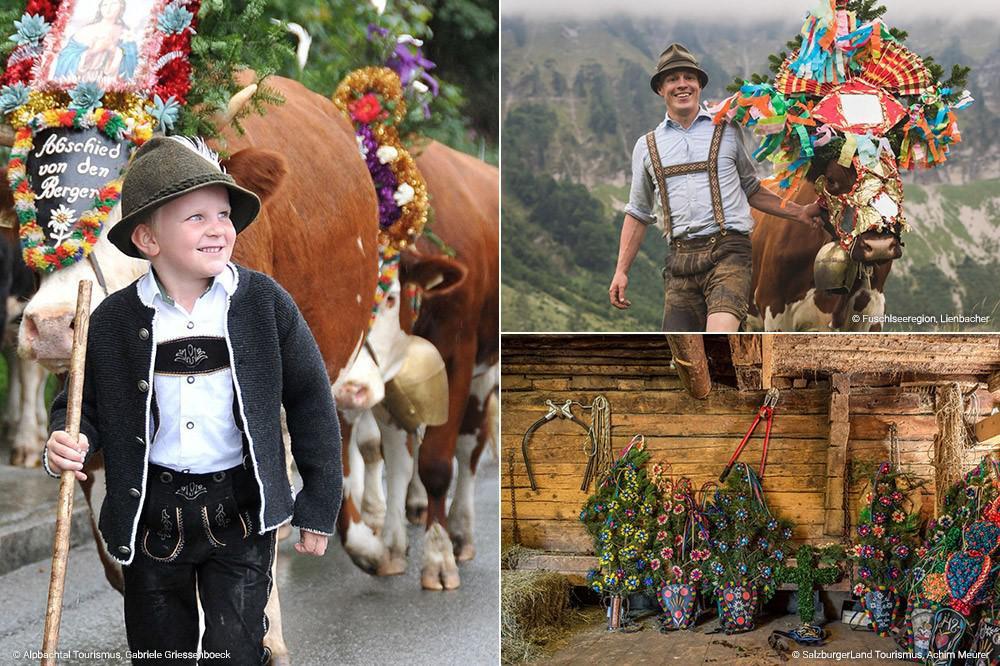 De koeienparade: de Oostenrijkse Alpen als catwalk