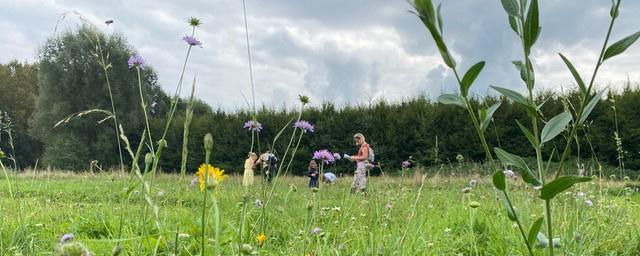 Burgers tellen bloemen en bestuderen insecten in 1 van de sites van HerBioGras+, in Merelbeke.