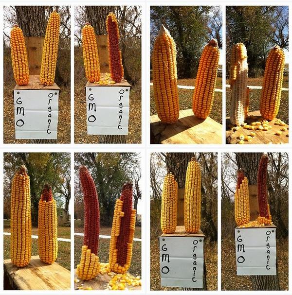 Factcheck: nee, deze foto toont geen ernstig onderzoek naar genetisch gemanipuleerde maïs