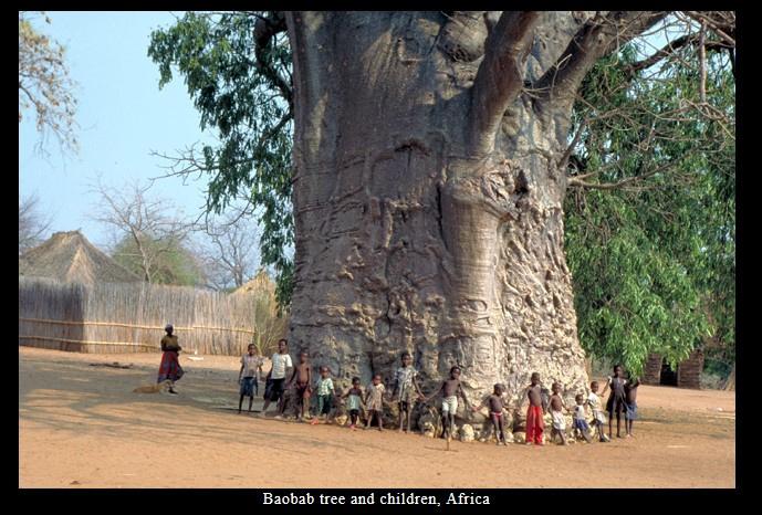 Factcheck: nee, dit is geen 6000-jarige boom in Senegal