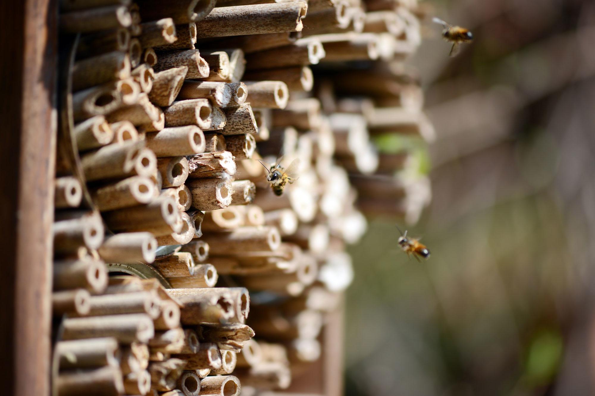 Hoe maak je een vijfsterrenhotel voor wilde bijen in je tuin?
