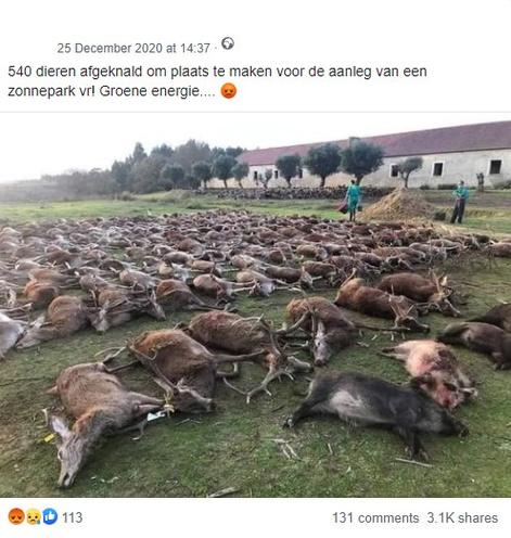 Factcheck: werden 540 dieren afgeknald om plaats te maken voor een zonnepark?