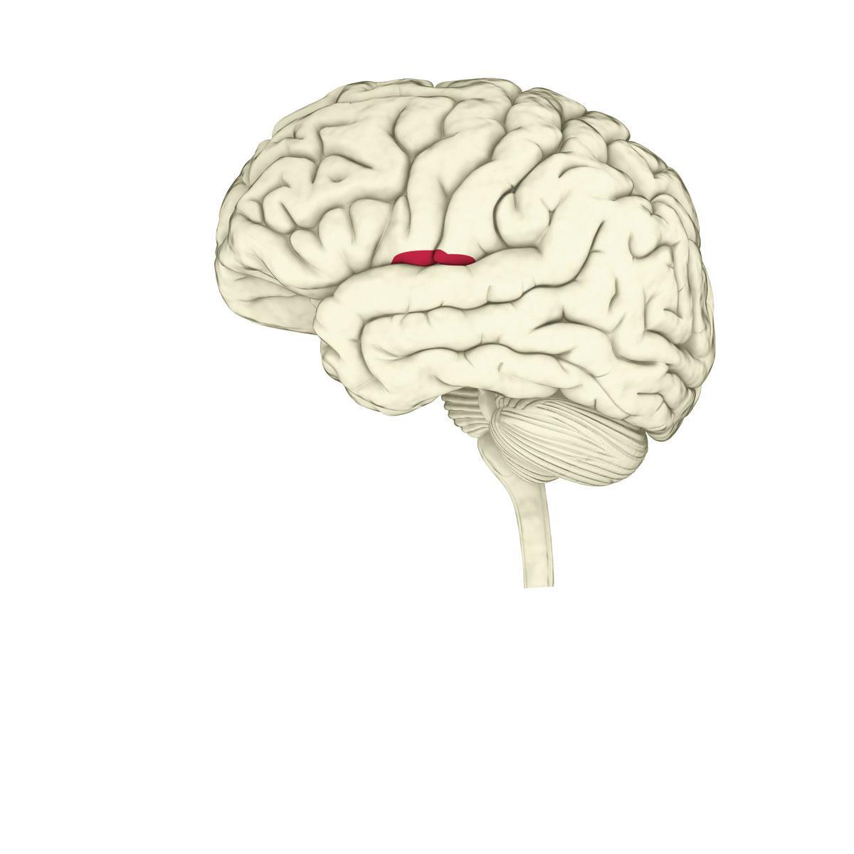 De insula of het eiland van Reil is een breingebied dat prikkels analyseert - van zintuiglijke prikkels tot prikkels die je inwendige organen naar je brein sturen. Daarnaast verwerkt de insula ook emoties.