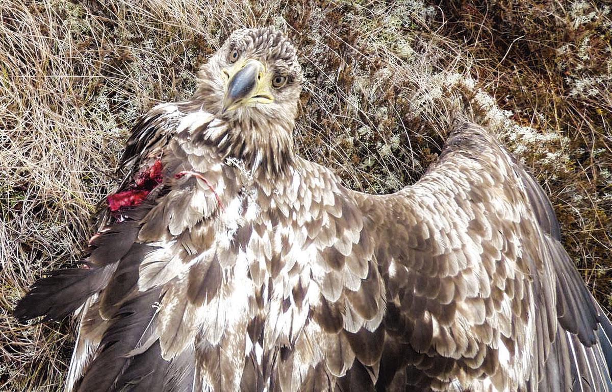 Deze foto van een gewonde roofvogel duikt vaak op in onlinecollages van windmolentegenstanders.