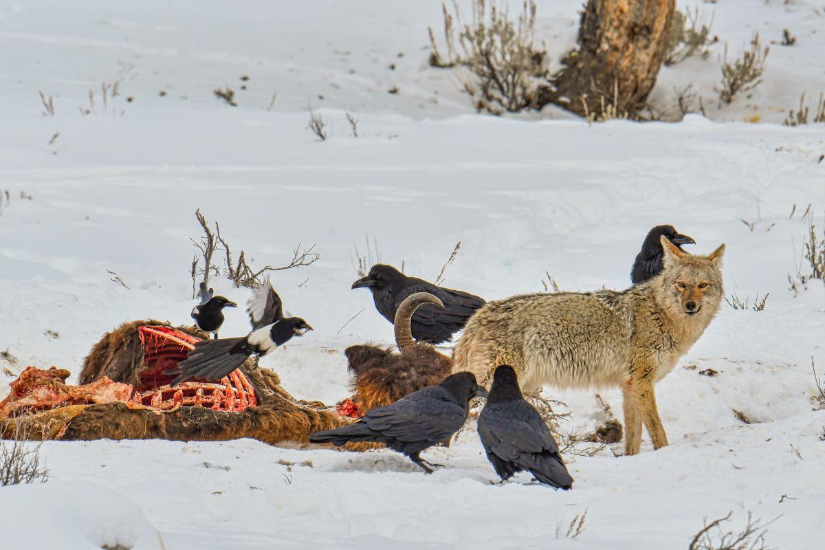 Raven, eksters en een coyote in Yellowstone