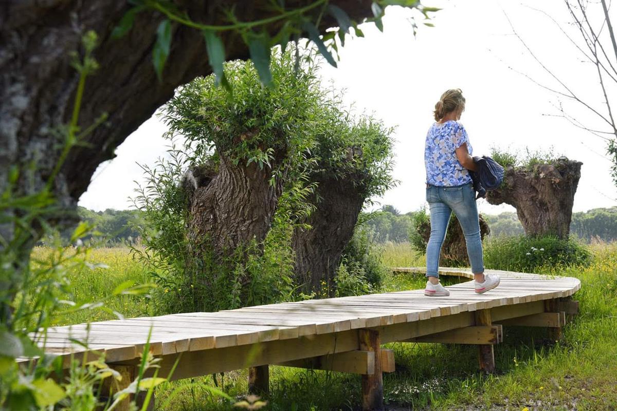 De wilgenlaan, gevormd door knoestige knotwilgen van meer dan 60 jaar oud die zijn herplant door Elia. Ze moesten wijken voor elektriciteitspalen en kregen hier een tweede leven.