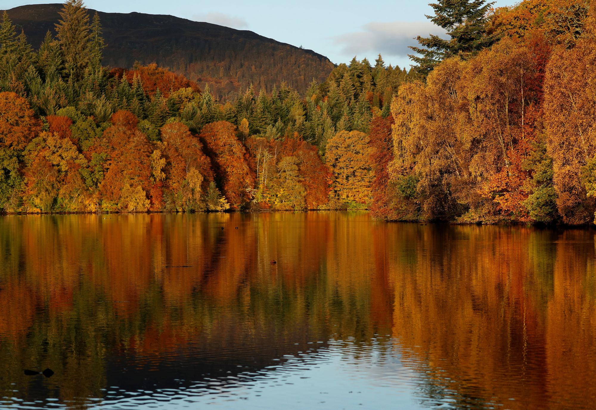 Bossen aan Loch Faskally