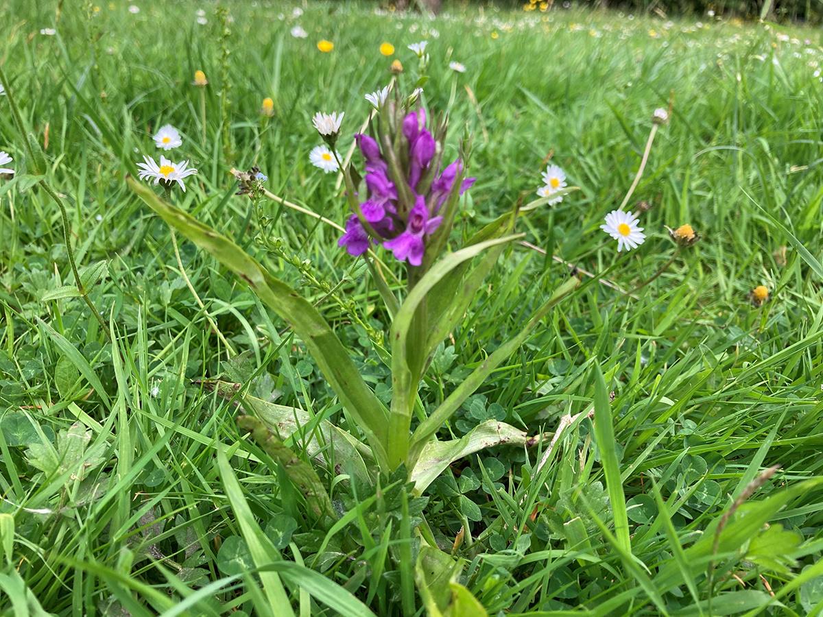 Een brede orchis, zomaar in het stadspark van Aalst. 'Dit is een heel bijzondere vondst in gazon', zegt hoofd van de groendienst Bart Backaert. 'Met dank aan Maai Mei Niet.'