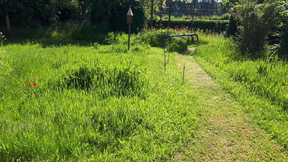 Dit was Maai Mei Niet 2021: bakker maakt 'onkruidpesto', tuinman gaat los en zeldzame bloemen in Aalst