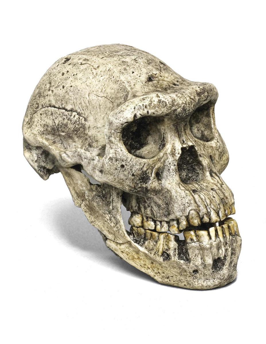 Homo erectus. Ontstond 2 miljoen jaar geleden en hield het vol tot zo'n 140.000 jaar geleden.
