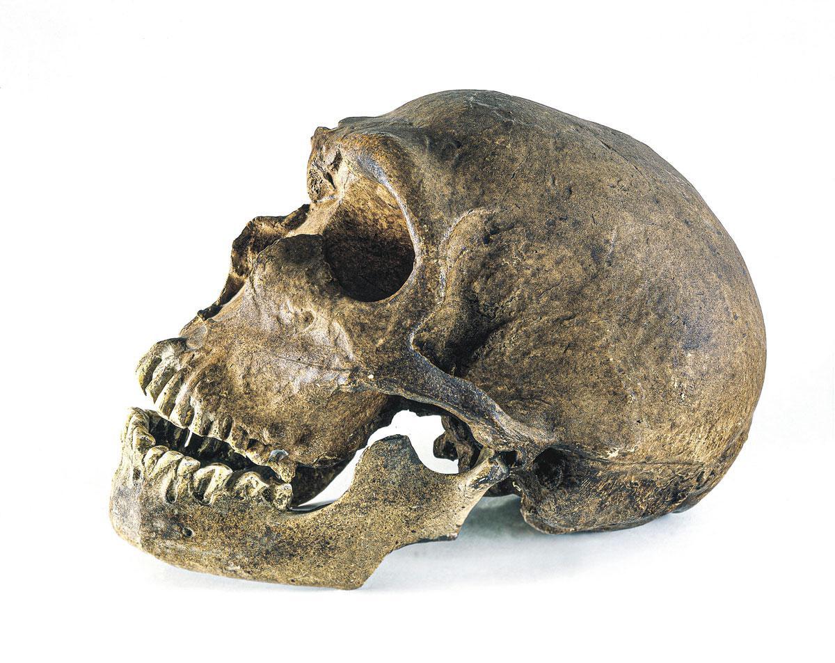 Neanderthaler. Neanderthalers en denisovans zouden zo'n 400.000 jaar geleden van elkaar zijn afgesplitst.