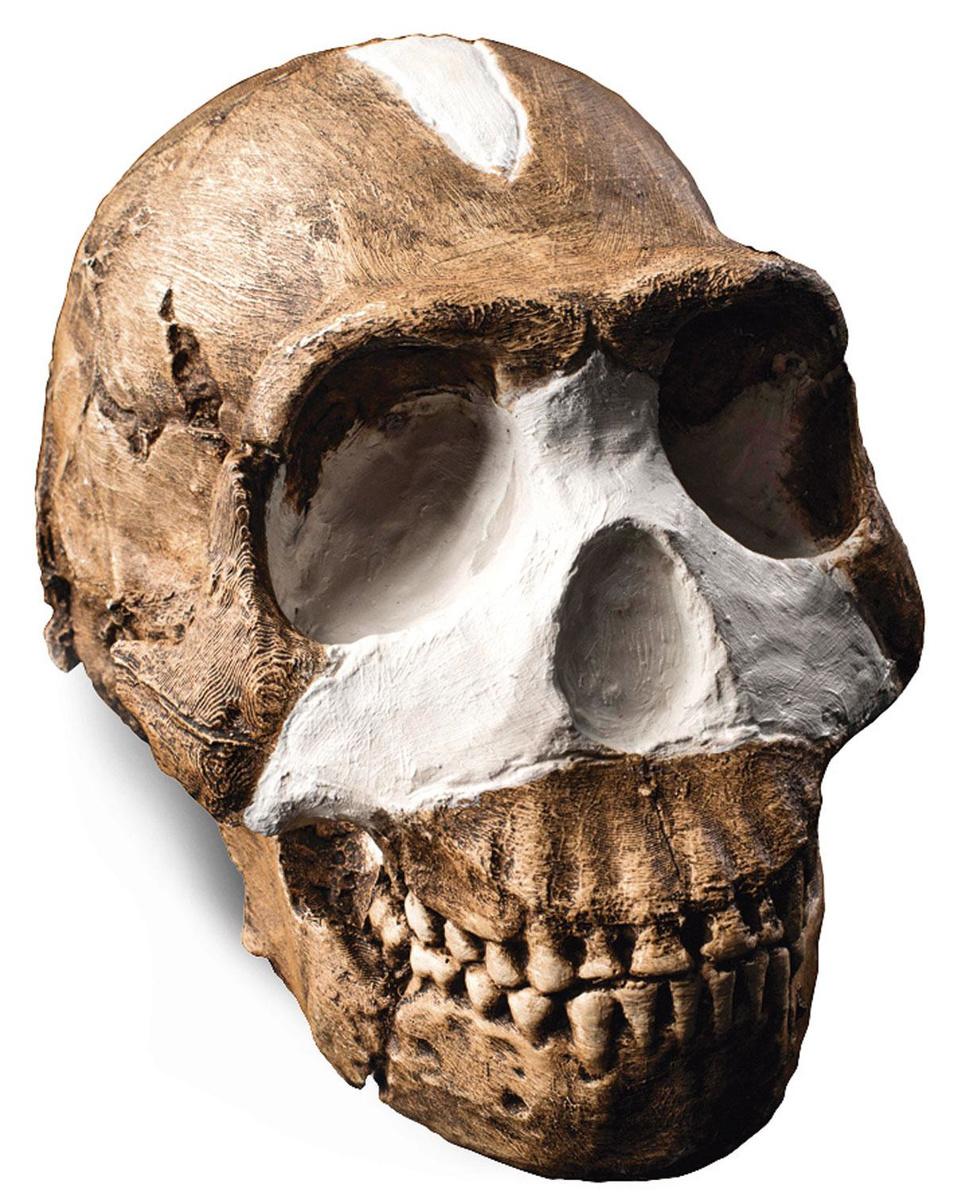 Homo naledi. Circa 250.000 jaar geleden uitgestorven.