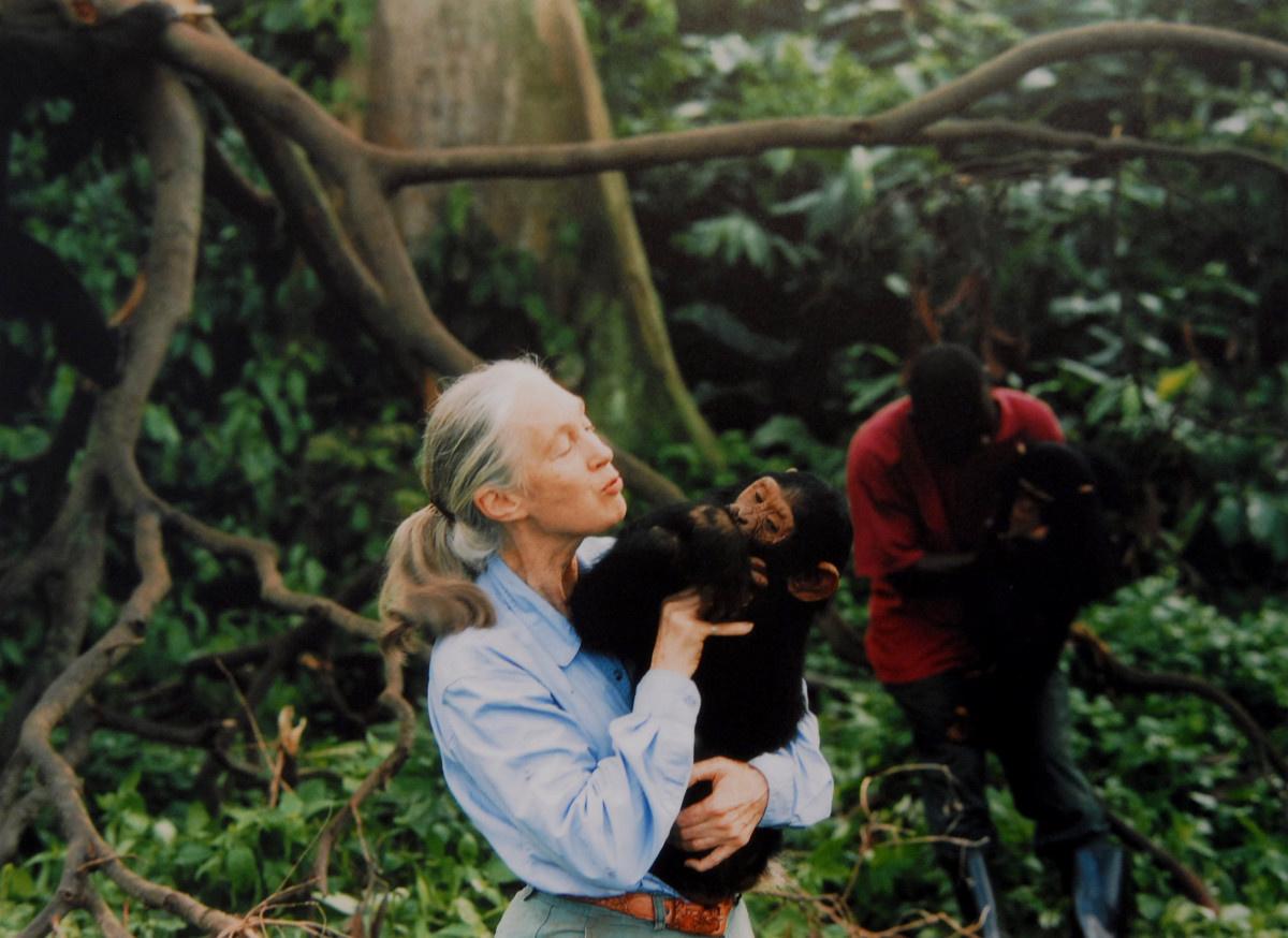 Jane Goodall in 1995