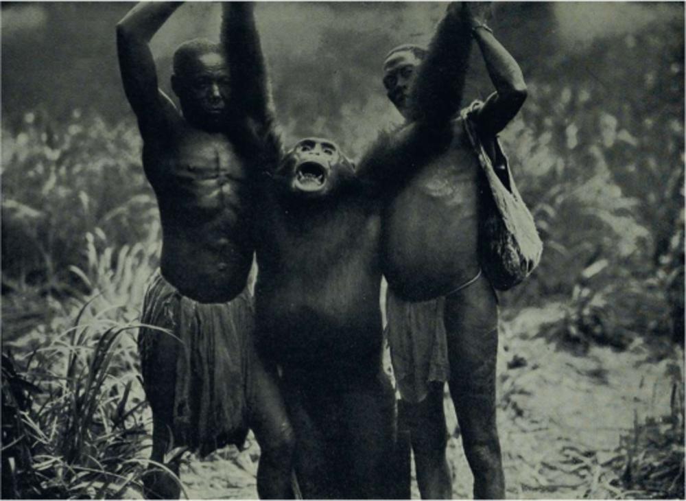 Chimpansees waren 'bushmeat' om arbeiders te voeden.